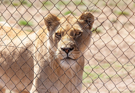 A lion kept in a small cage at a South African lion farm where 30 lions were euthanized after being burned in a fire.