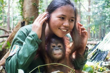 Le rôle des mères de substitution des orangs-outans orphelins