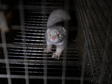 Mink in cage at fur farm