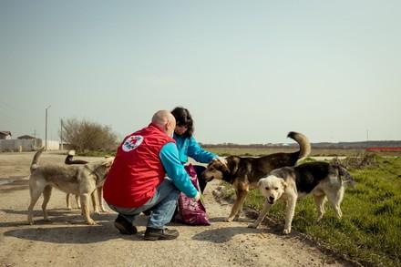 Aide aux animaux errants en Roumanie pendant le Coronavirus