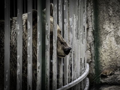 Bär in Gefangenschaft