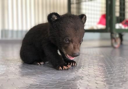 Cub Mochi finds a species-appropriate home at BEAR SANCTUARY Ninh Binh