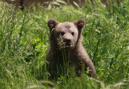 Bear cub in a field