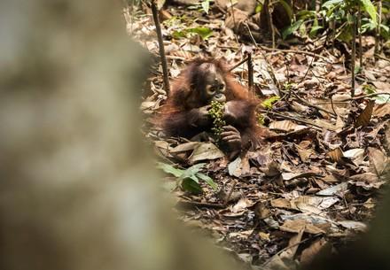 Orangutan orphan eating forest food