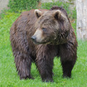 Brown bear Erich with wet fur standing on green grass.