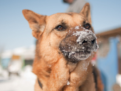 Hund mit Schnee auf der Nase