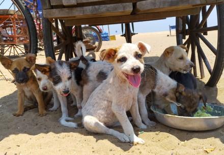 A group of stray and street dogs