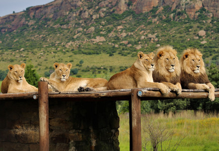 5 lions lay on top of a wooden platform