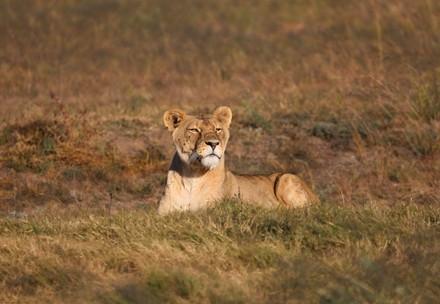 Lioness Neida at LIONSROCK Big Cat Sanctuary