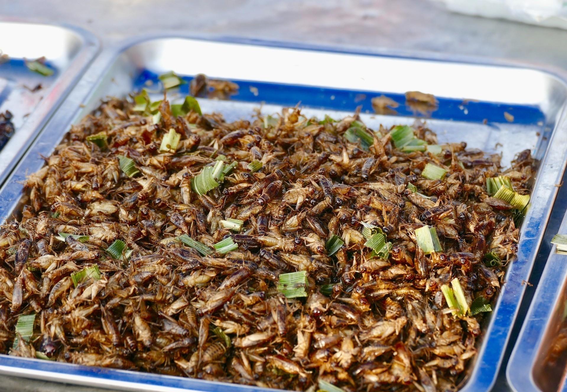 Les insectes comestibles - QUATRE PATTES en Suisse - organisation