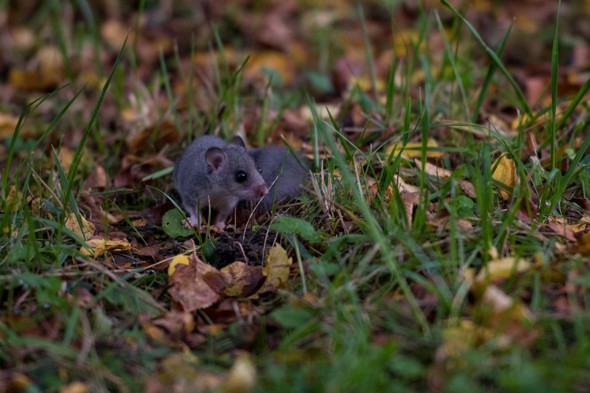 Mäuse im Gras