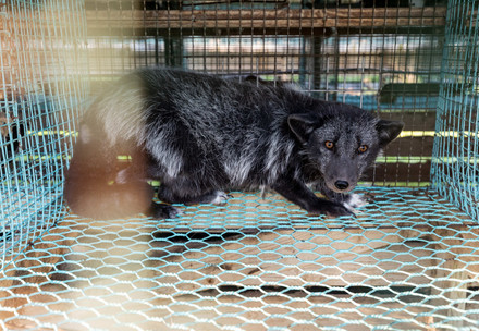 Fuchs in einem Käfig auf einer Pelzfarm
