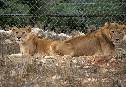 Lions Kandaka and Mansour