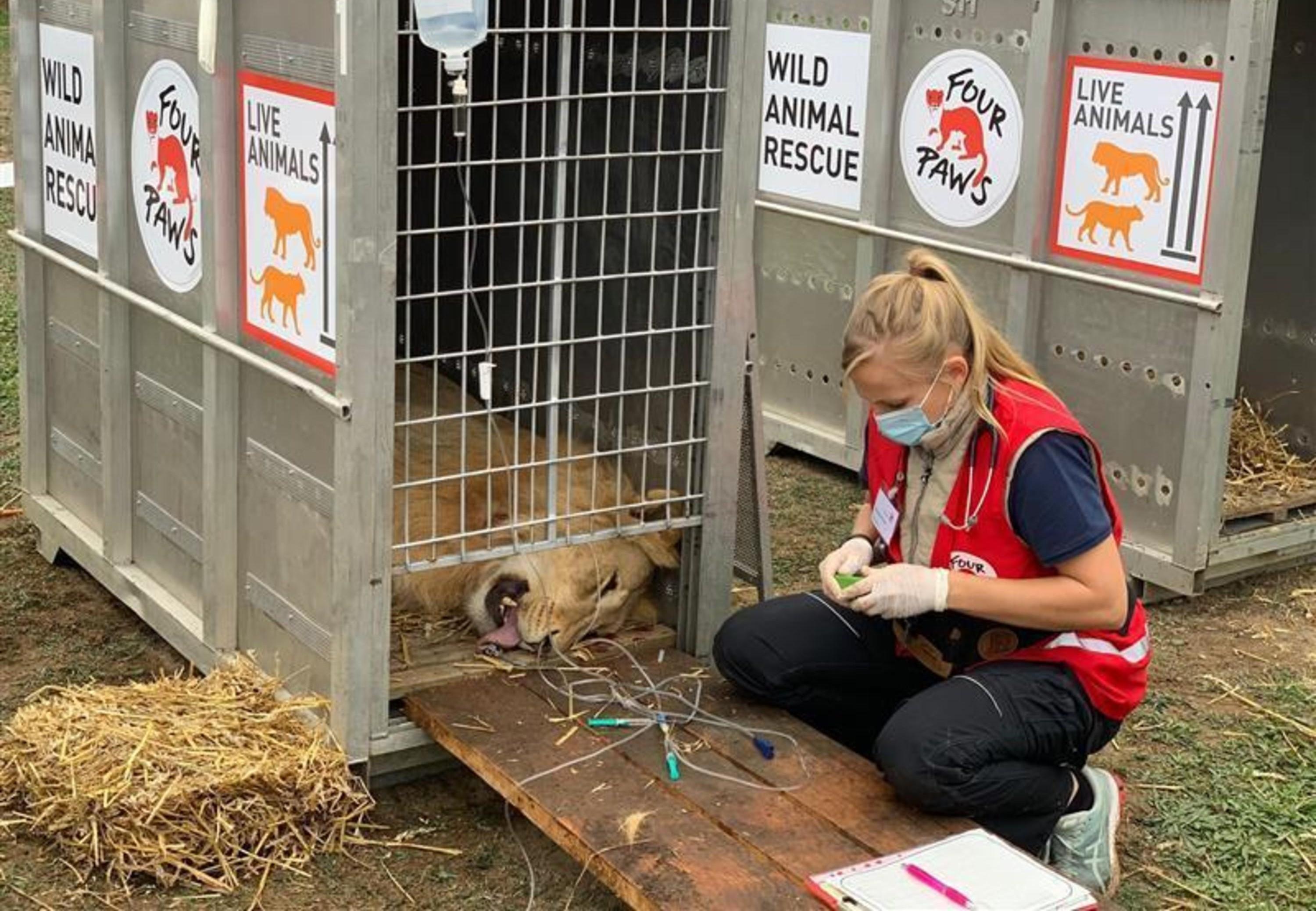 Seven lions rescued from dangerous breeding and keeping conditions in  Romania - FOUR PAWS International - Animal Welfare Organisation