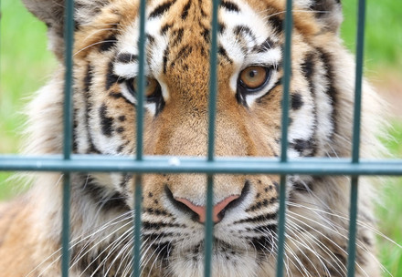 captive tiger for illegal trade