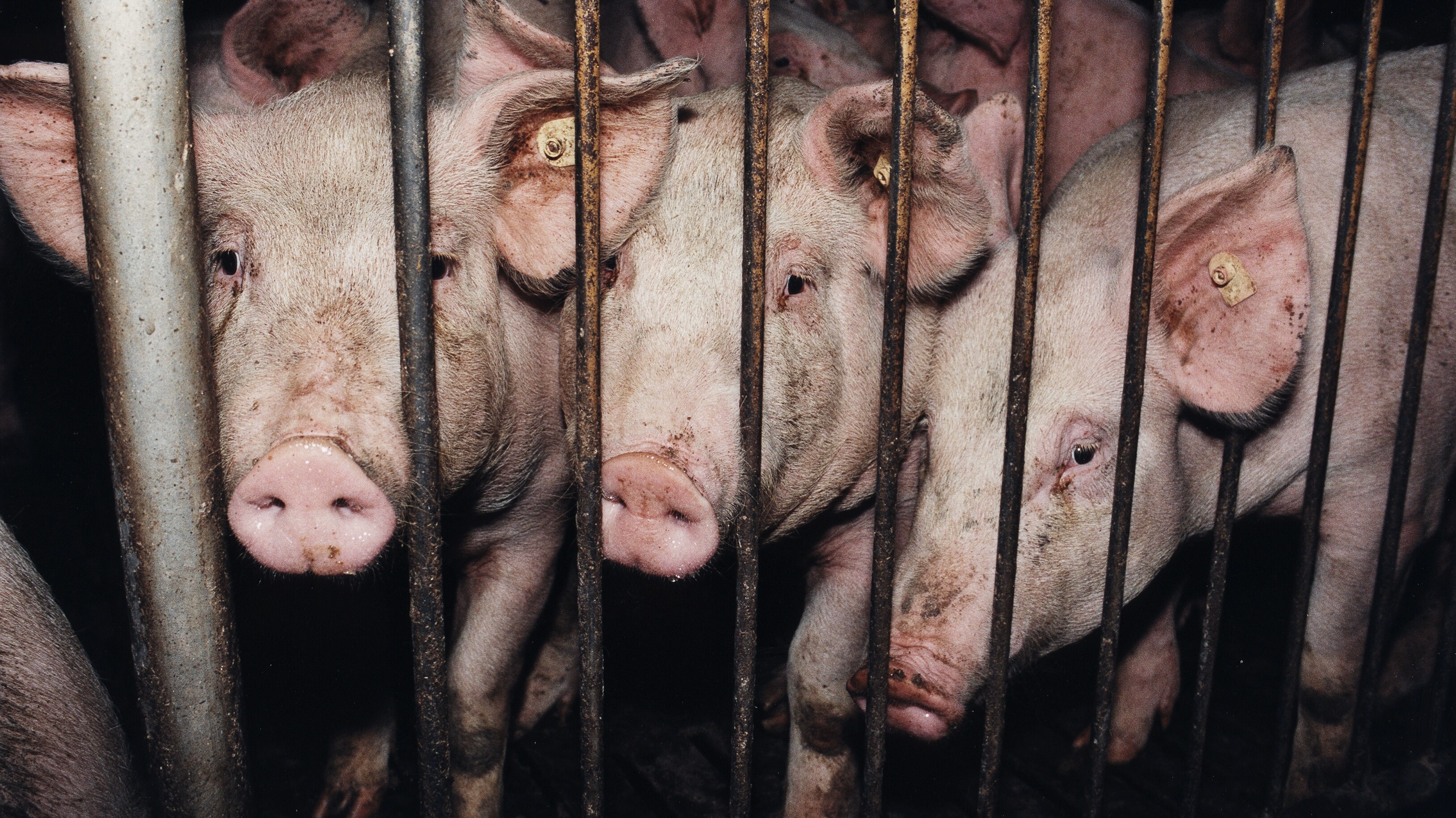 Pig Husbandry - FOUR PAWS International - Animal Welfare Organisation