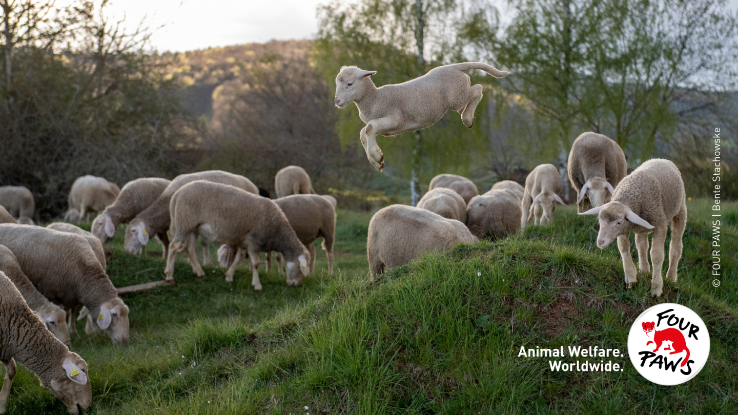 leaping lamb