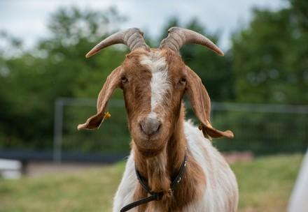Rescues Goat Lotte at TIERART