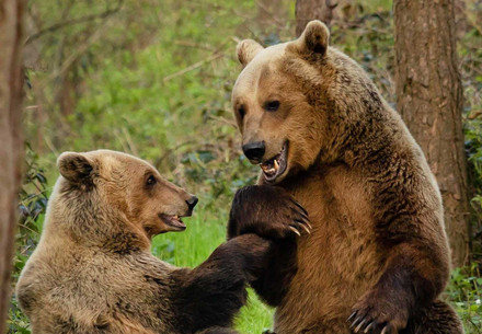 bears socialising