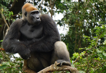 Un gorille assis sur une branche