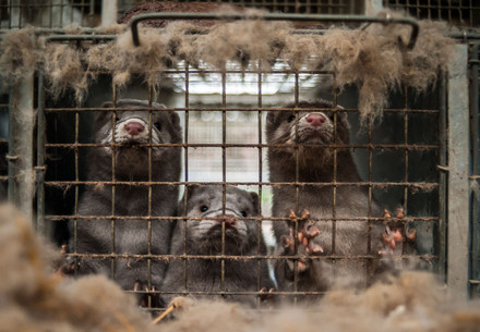 3 mink in a dirty cage