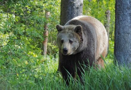 Bear Brumca at BEAR SANCTUARY Arbesbach