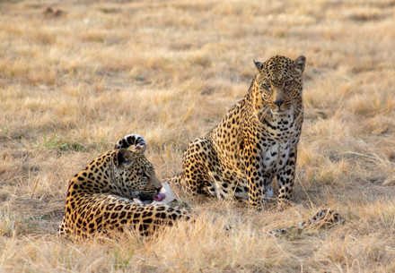 Leopards Tulani and Mike