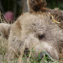 Braunbärin Brumca ganz nahe, sie schläft im Gras