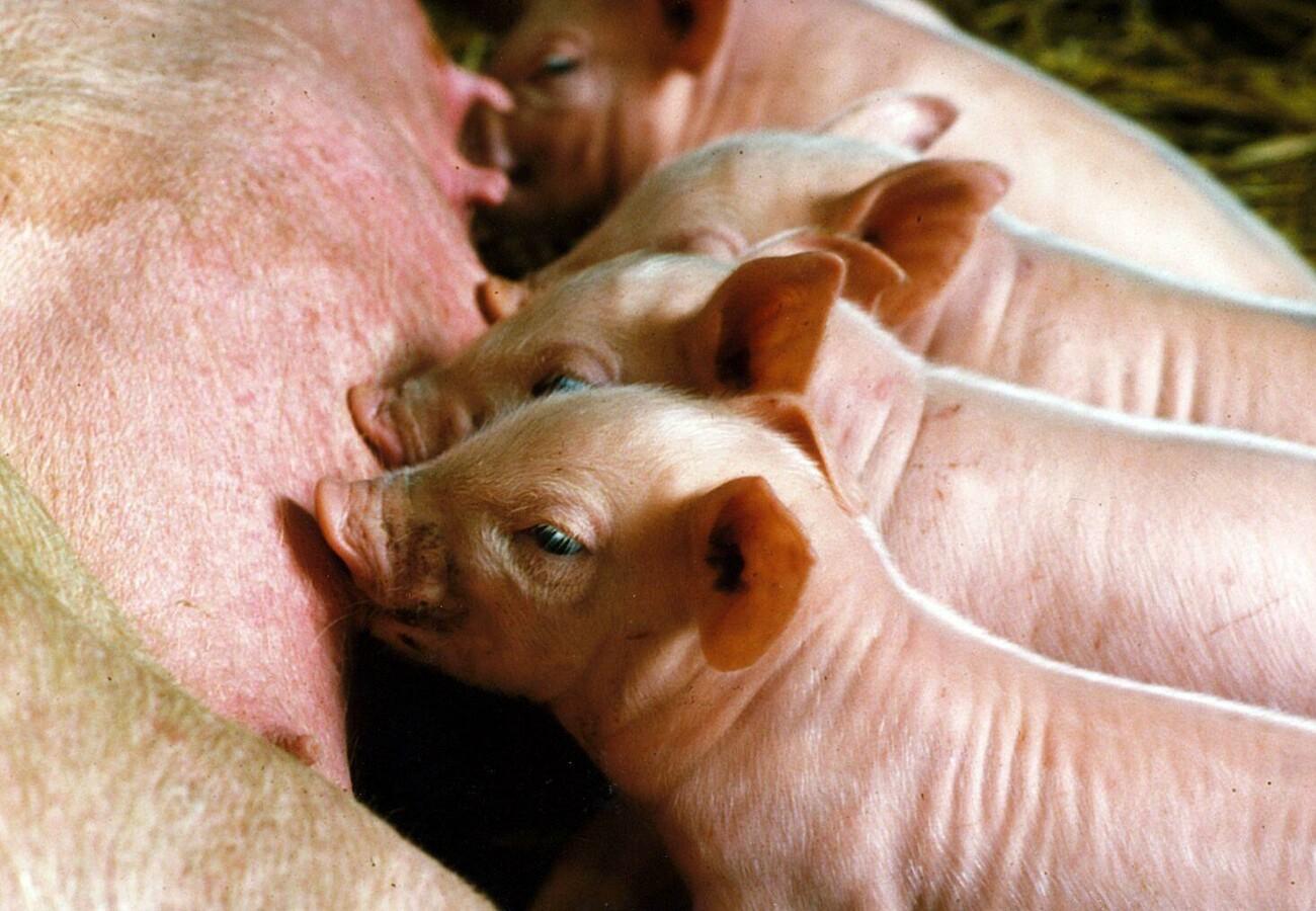 10 facts about pigs - FOUR PAWS in US - Global Animal Protection  Organization