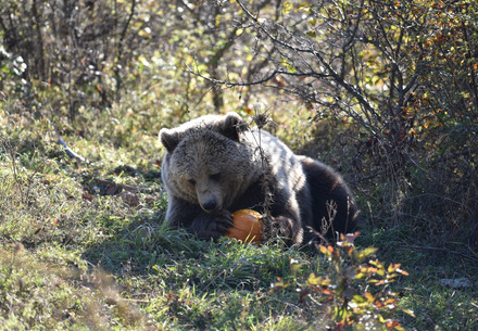 Bear Ema at BEAR SANCTUARY Prishtina