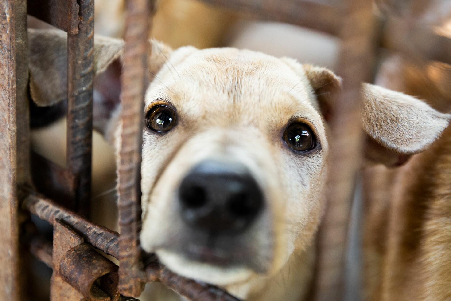 Save dog and cats in Southeast Asia
