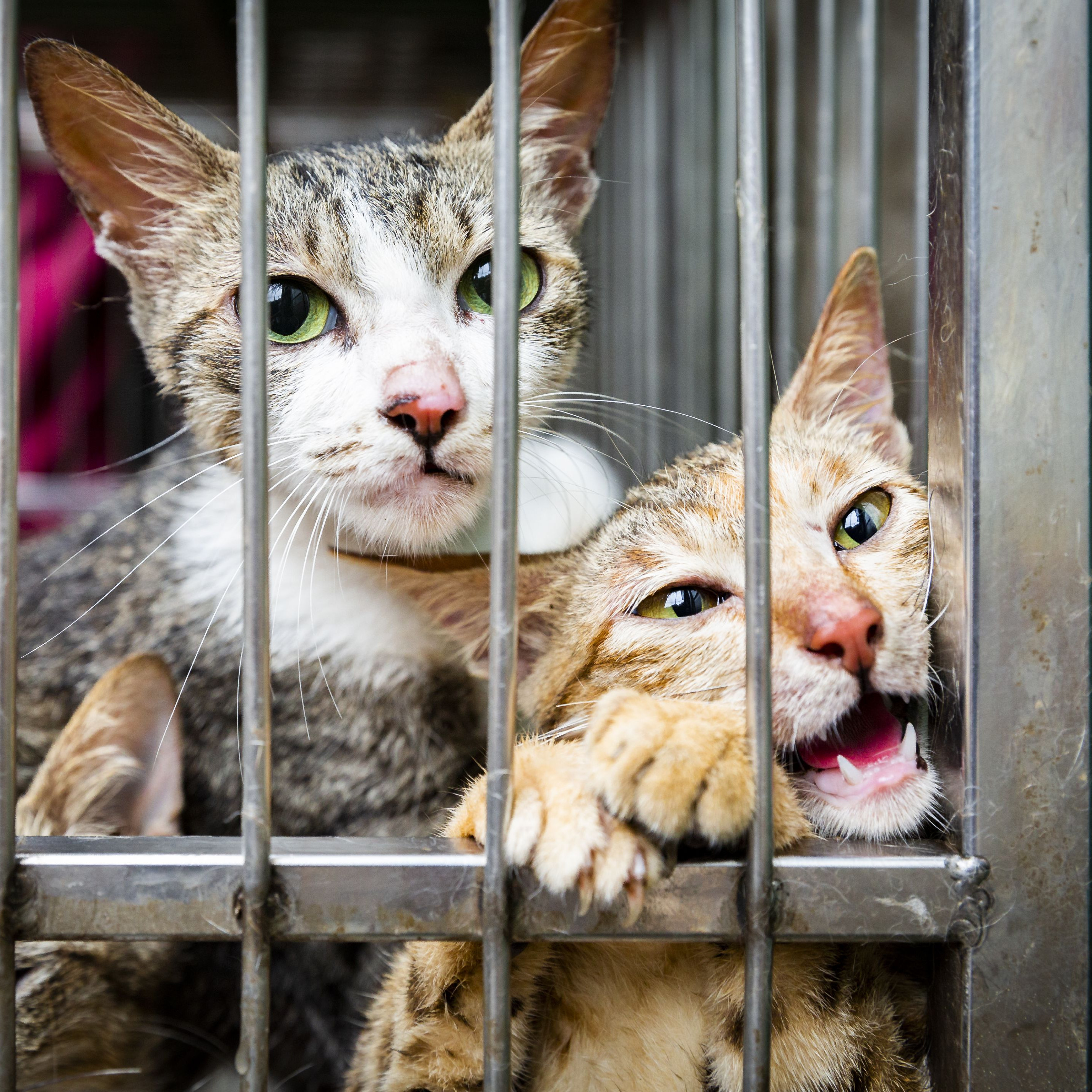 Cats looking out of cafe in the cat meat trade 