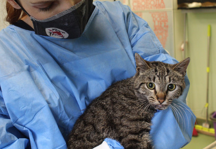 vet-with-a-stray-cat-veterinary-clinic-bankya