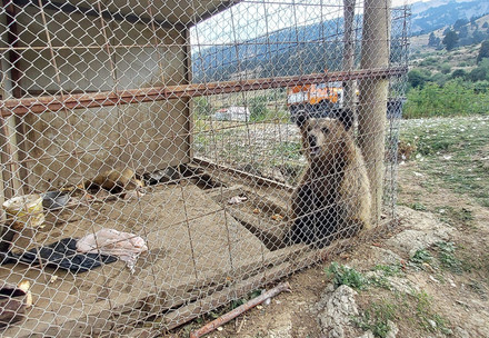 verschwundene Bären in Albanien