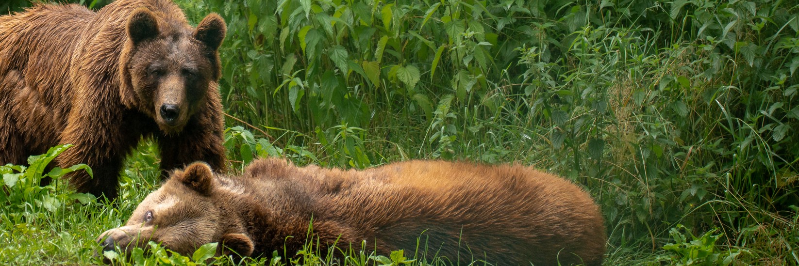 A natural home for rescued brown bears