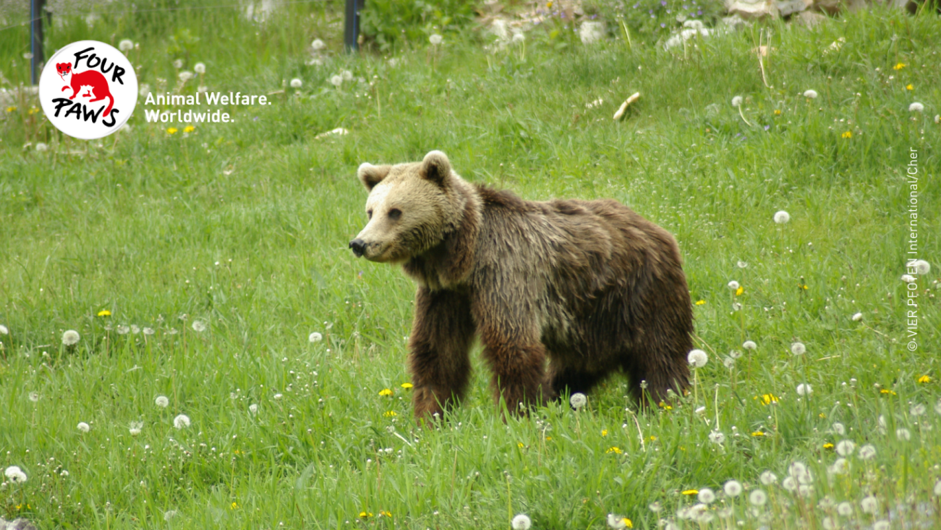 Sanctuary bear in field