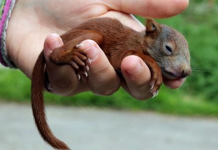 Gerettetes Eichhörnchen