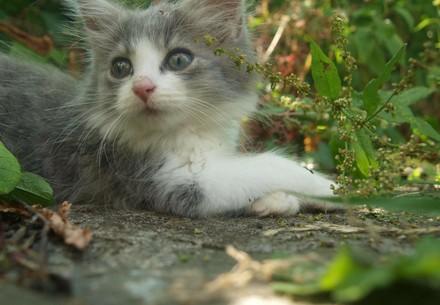 Kitten in the garden