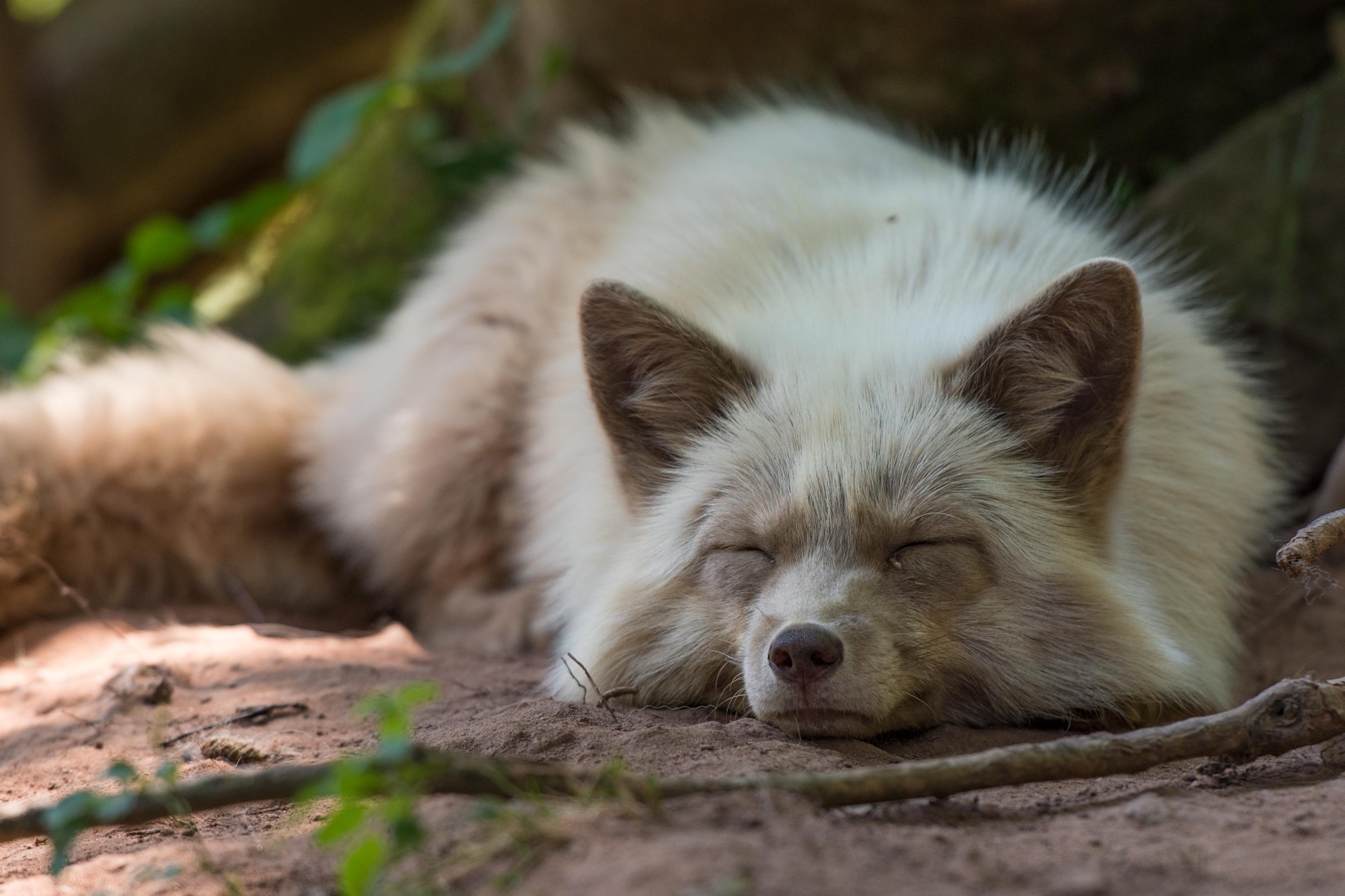 Pastel fox Zoé - TIERART Wild Animal Sanctuary - a FOUR PAWS project