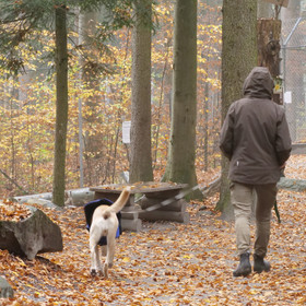 Visitors path in autumn with trees and leaves on the ground. On the left side you see a dog with light fur and blue coat and on the right side a person walking with the dog.
