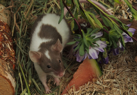 Les souris aiment manger des végétaux
