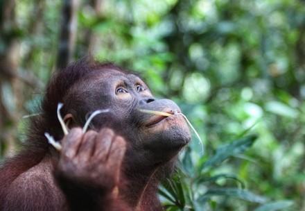 Orangutan Cantik 