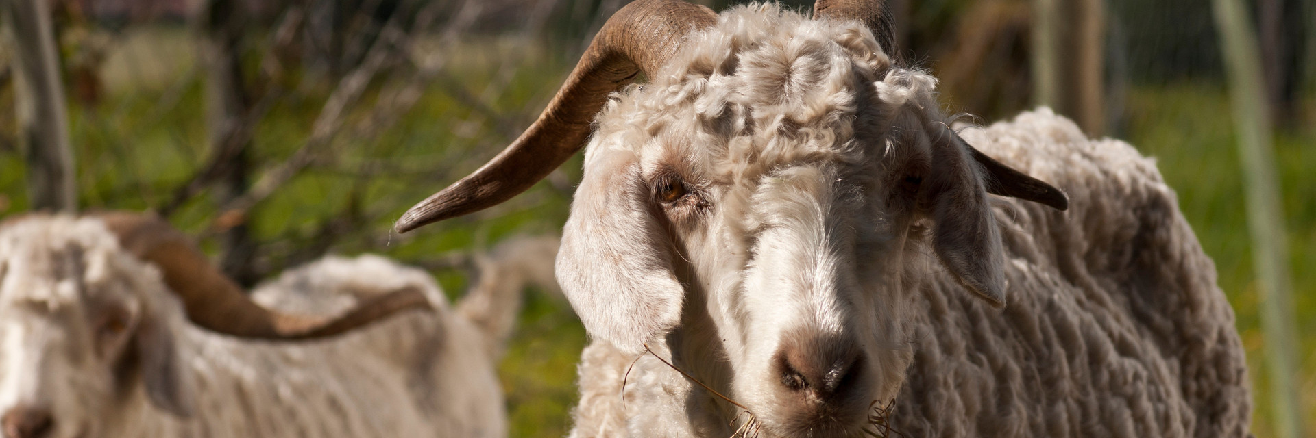 Mutilation of Goats - FOUR PAWS International - Animal Welfare Organisation