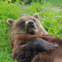 Braunbär Erich liegt am Rücken in der Wiese, seine rechte Pfote liegt auf der Brust