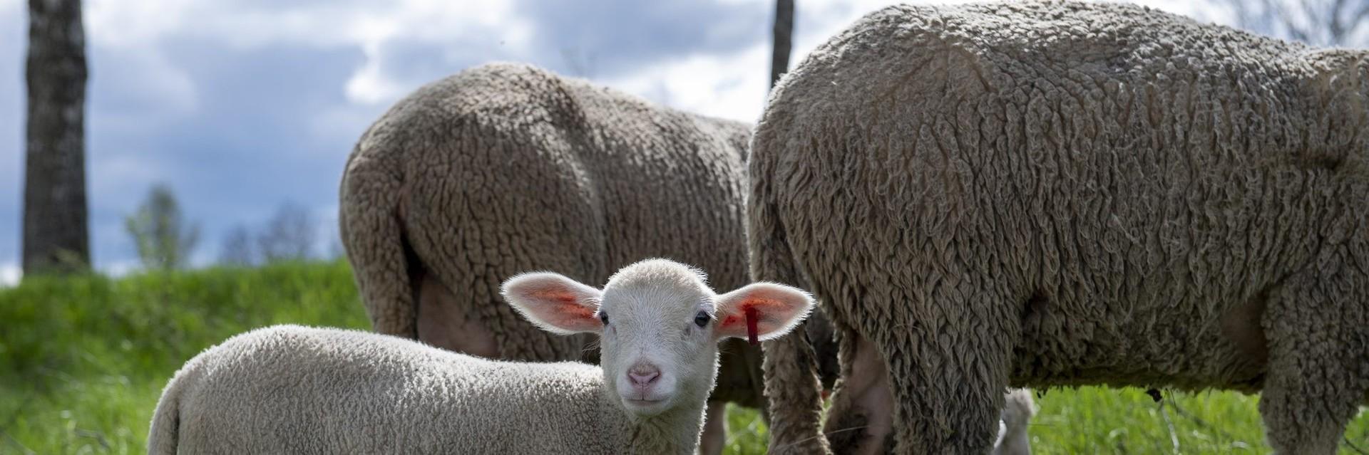 Merino lamb in a field