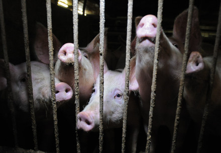 pigs in intensive farm