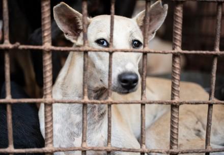 FOUR PAWS shuts down dog slaughterhouse in Cambodia critical to the trade 