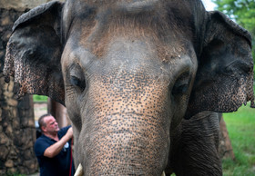Endlich Hoffnung für Kaavan, den einsamsten Elefanten der Welt