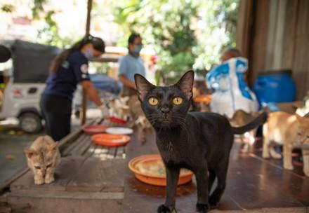 Aide aux animaux errants du Cambodge