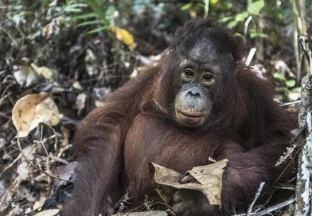Orangutan Gonda